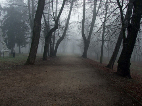 The fog