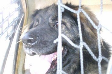 leonberger, leonbergery, apteka Natury #leonberger #leonbergery #AptekaNatury