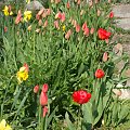 rabatka tulipanów (i nie tylko)
