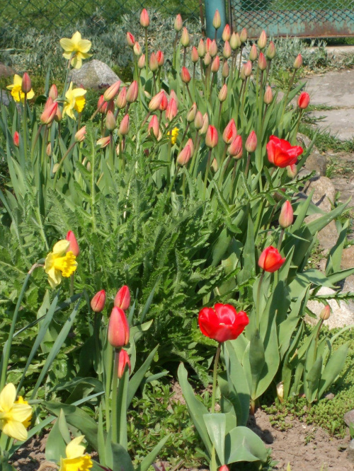 rabatka tulipanów (i nie tylko)