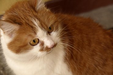 Punia #kot #koty #kotka #Punia