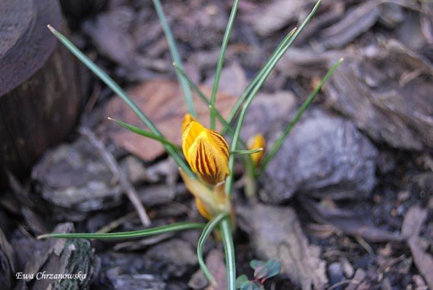 2009.03.14 Krokusy, Koty w ogrodzie