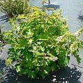 Hydrangea quercifolia - pokrój