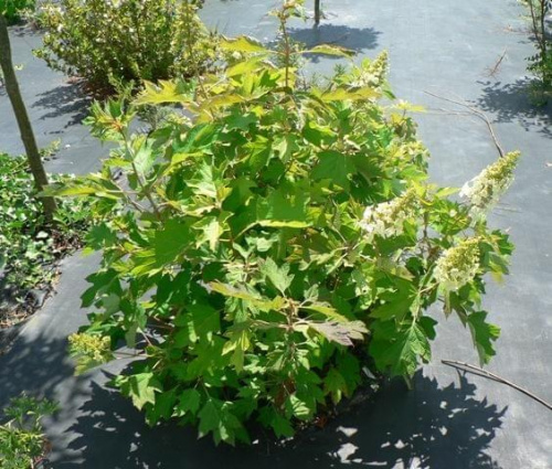 Hydrangea quercifolia - pokrój