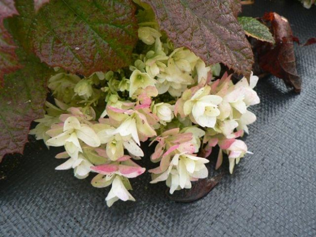 Hydrangea quercifolia `Brido' SNOWFLAKE - przekwitająca