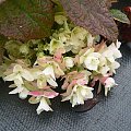 Hydrangea quercifolia `Brido' SNOWFLAKE - przekwitająca