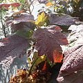 Hydrangea quercifolia `Brido' SNOWFLAKE - liście jesienią