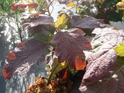 Hydrangea quercifolia `Brido' SNOWFLAKE - liście jesienią