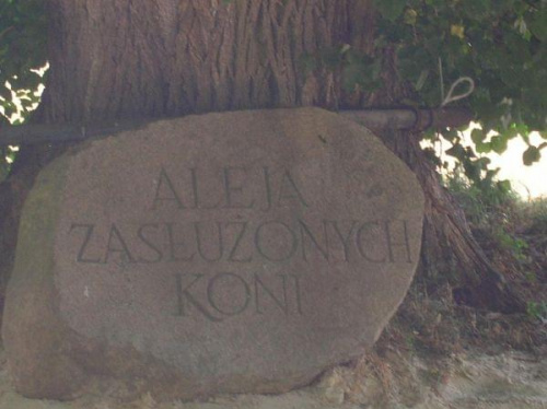 Golejewko aleja zasłużonych koni