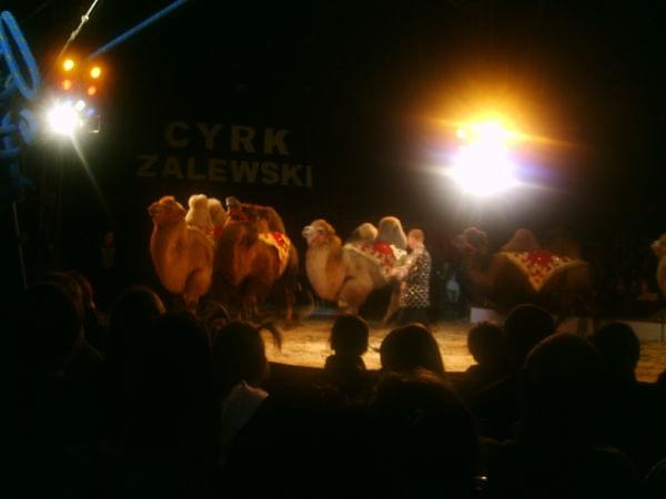 Cyrk Zalewski Inowrocław 2009 Zakaz kopiowania zapraszamy na www.cyrk-fan.com #cyrk