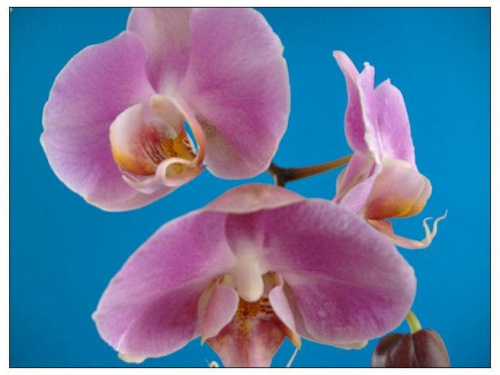 Phalaenopsis