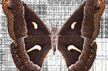 Brokaty Motylki #Motylki