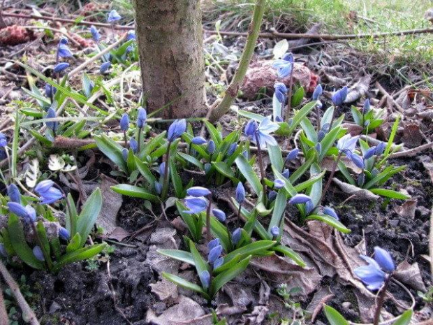 Pierwszy dzień wiosny w moim ogrodzie. Cebulica syberyjska (Scilla siberica)