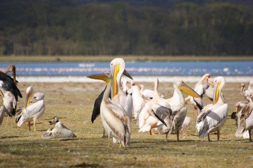 pelikany w Lake Nakuru