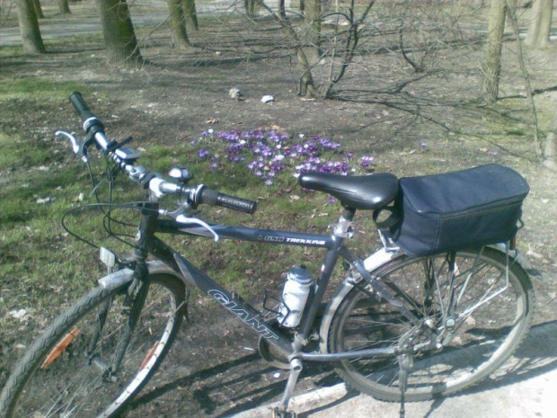 Rower, i wiosna krokusy na Polach Mokotowskich