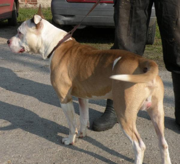 amstaff i pitbul