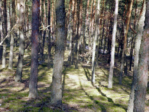 Otwock - Mazowiecki Park Krajobrazoowy