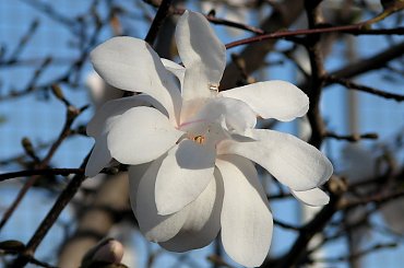 Anielsko pachnące gwiazdy,czyli magnolia gwiazdzista-biala #magnolia